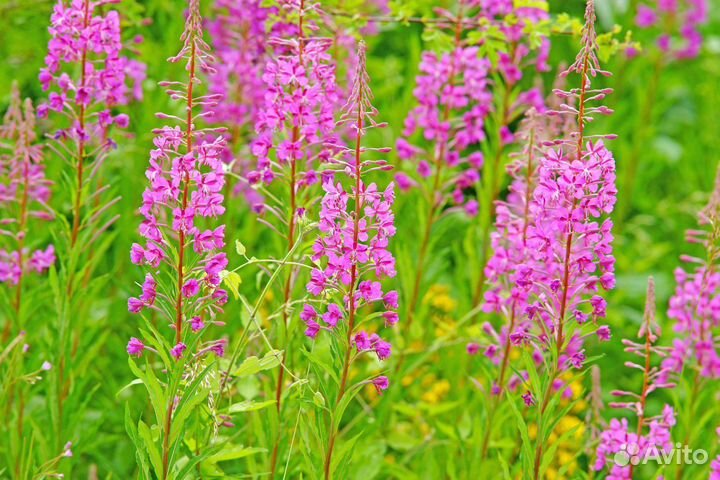 Заготовитель Иван -Чая