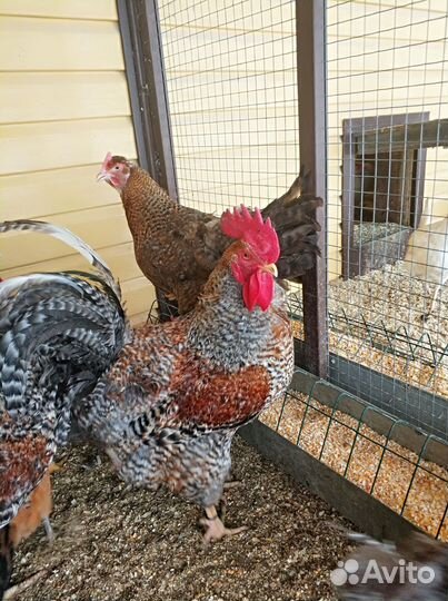 Петухи породных кур