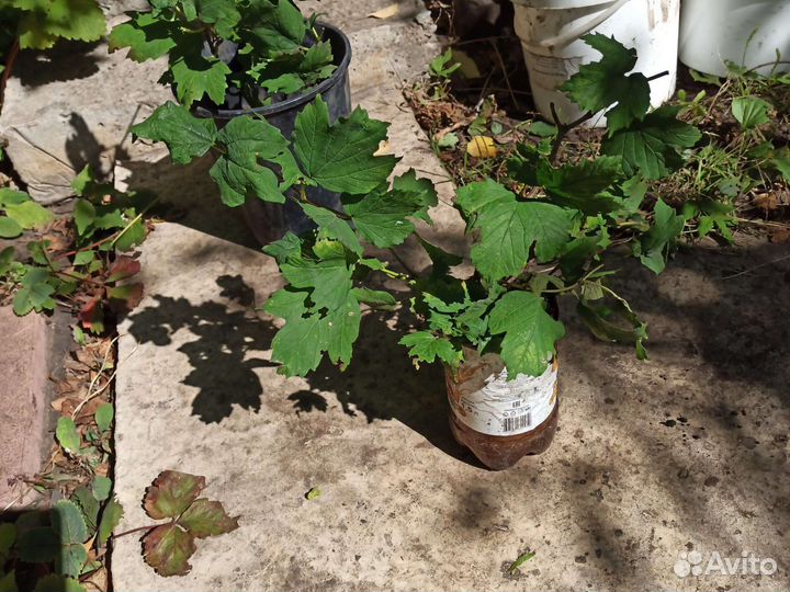 Калина Бульденеж