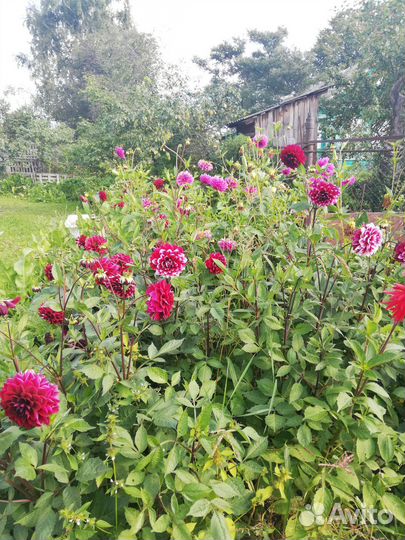 Георгины клубни крупные