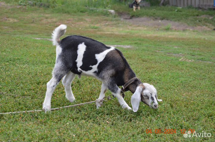 Нубийские козлята