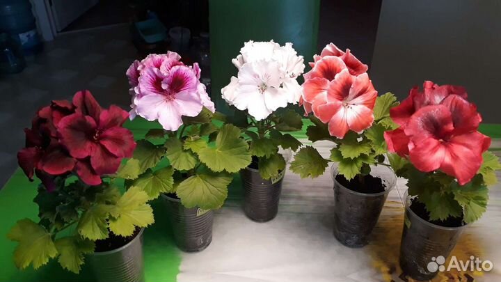 Пеларгония герань королевская