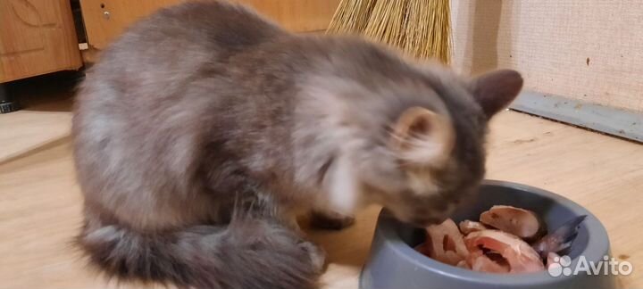 Кошка подросток