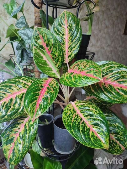 Аглаонемы тайские