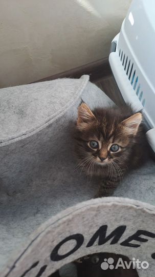 Котёнок ищет дом