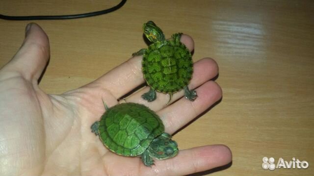 Черепашки и все для их содержания