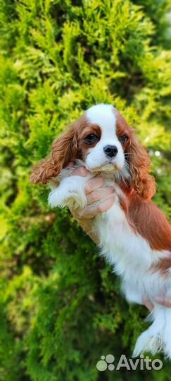 Супер мини девочка,кавалерочка