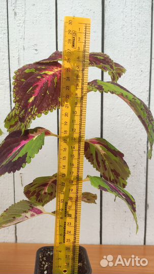 Колеус Kong Mosaic