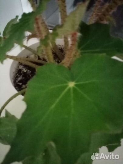 Бегония вечноцветущая махровая