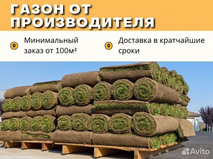 Рулонный газон, укладка, продажа