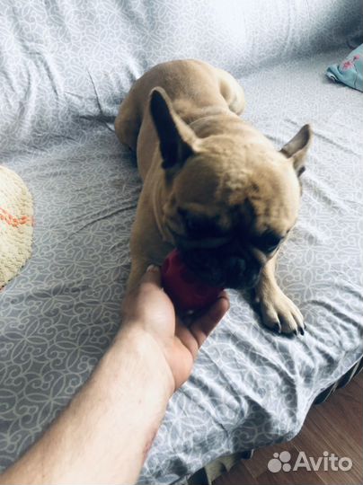 Французский бульдог кабель вязка