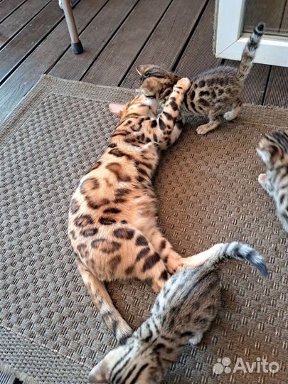 Бенгальский котенок девочка