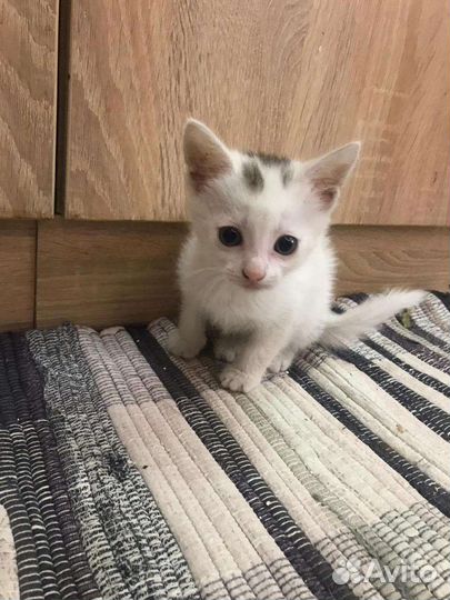 Кошечки и котики в добрые руки