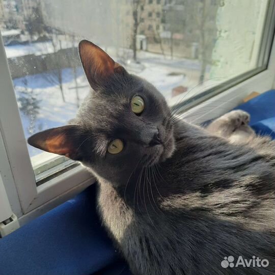 Вязка с котом