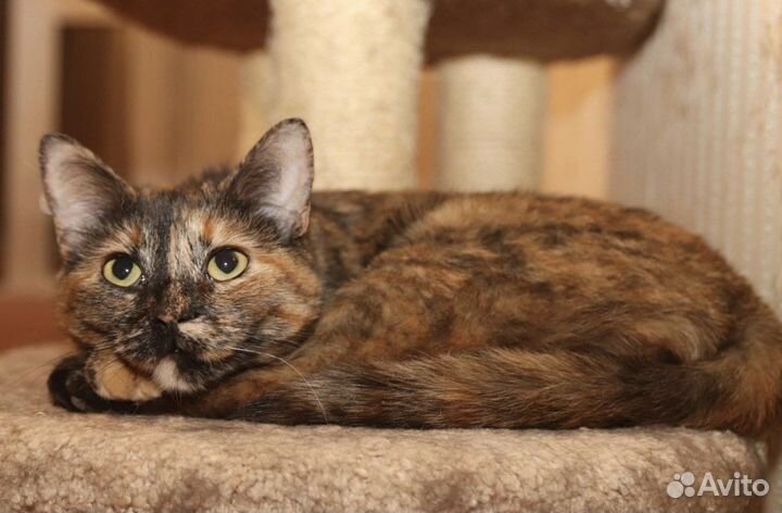 Кошечка-черепашка в поисках дома