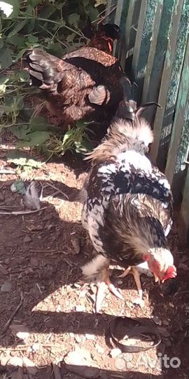 Инкубационные яйца