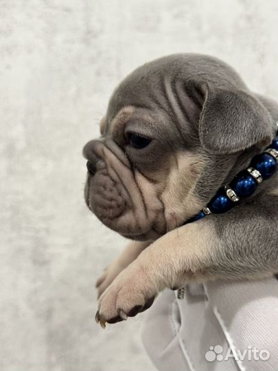 Бигроп мальчик и девока