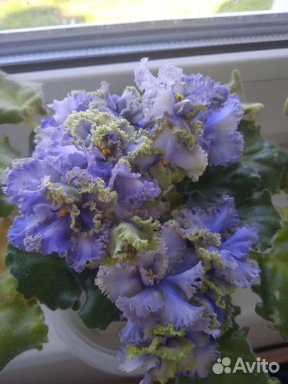 Фиалка ав-Лягушонок