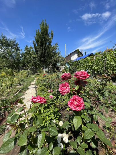 Участок 6 сот. (СНТ, ДНП)