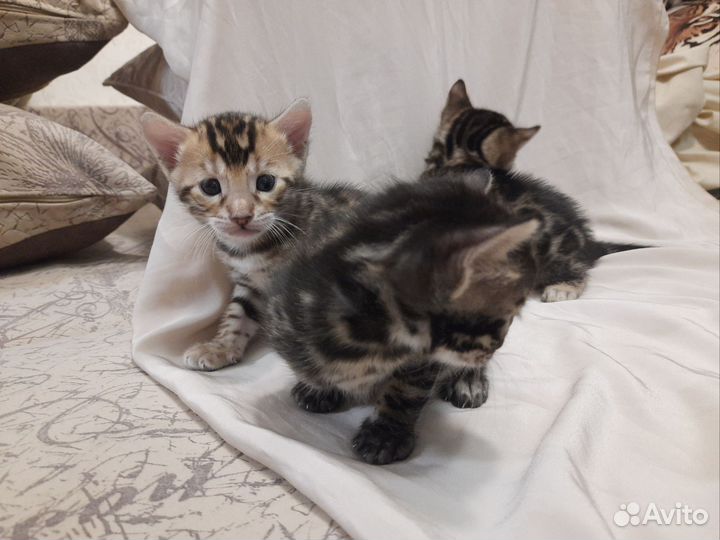 Бенгальские котята