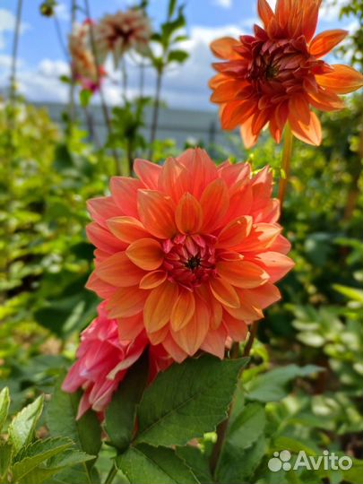 Георгины клубни