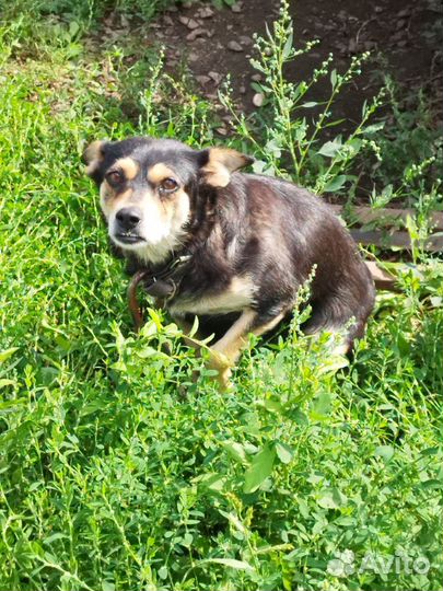 Щенки двортерьер