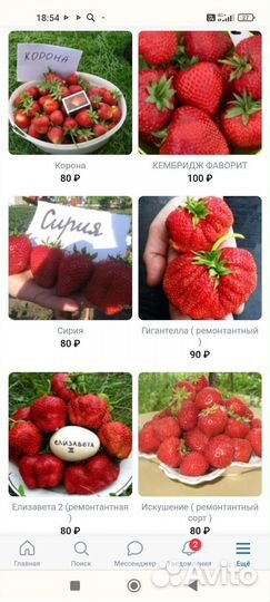 Саженцы клубники