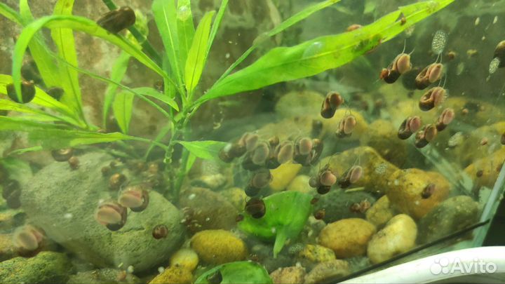 Улитки аквариумные