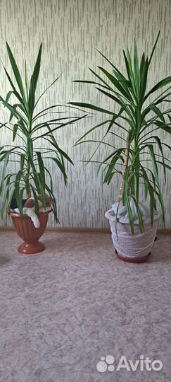 Пальма юкка