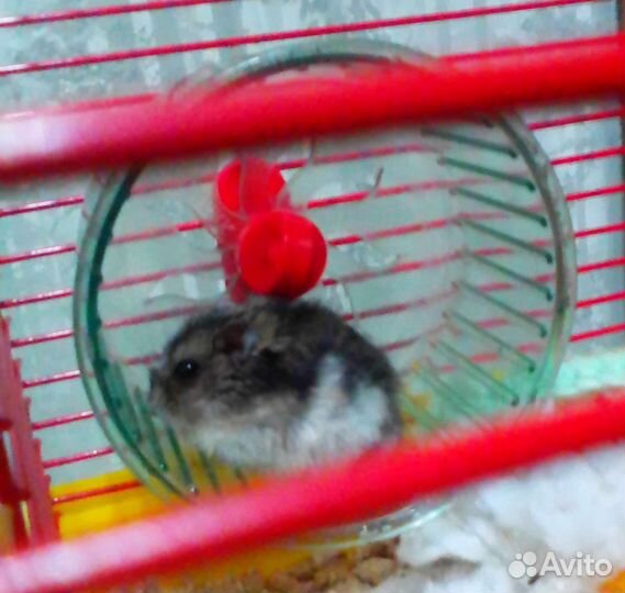 Передержка мелких животных