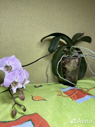 Орхидея фаленопсис Princess