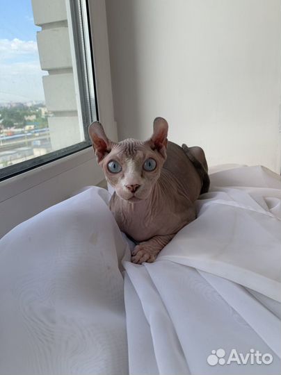 Сфинкс двэльф - вязка