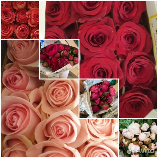 Пионы букеты розы/ пионы опт/ розы с доставкой