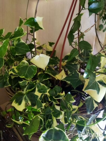 Крестовник крупноязычковый