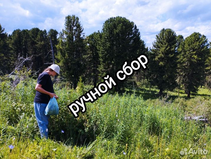 Лист смородины с гор Алтая