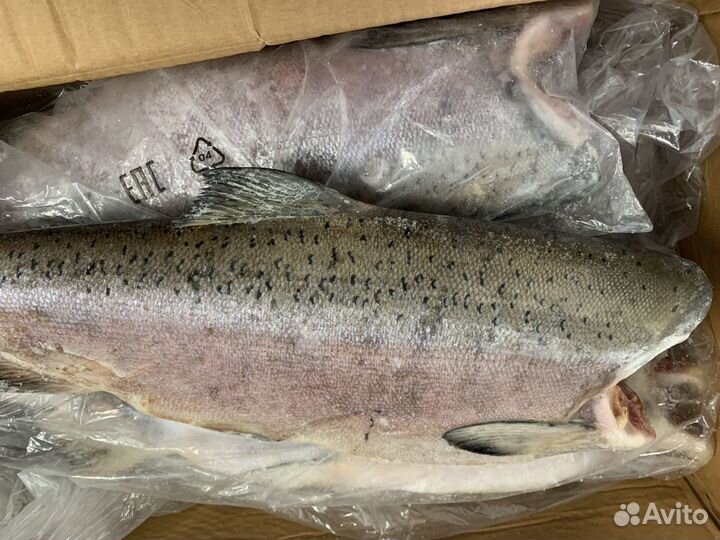 Чавыча / нерка /кижуч / горбуша (камчатка)