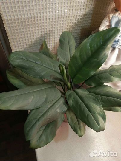 Аглаонема sarre