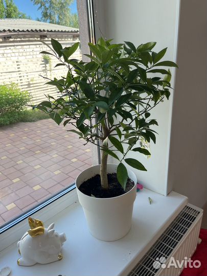 Цитрофортунелла