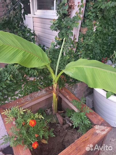 Банан (musa) саженцы разных размеров от 50 см до5м