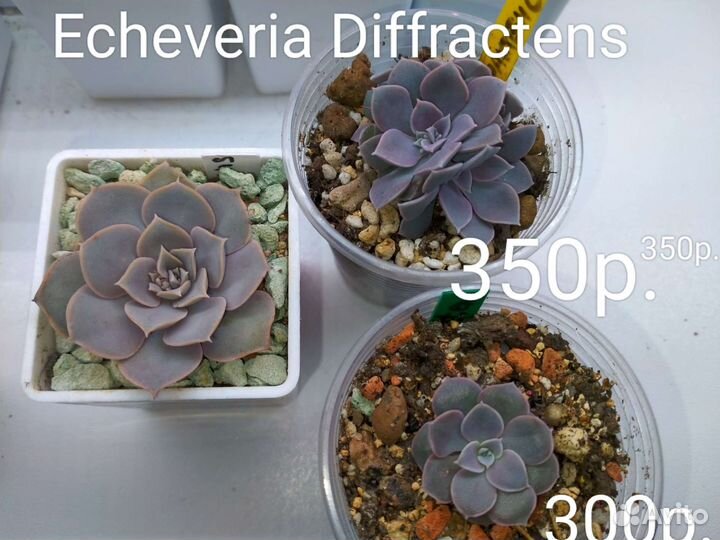 Суккуленты 4