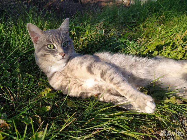 Ласковый котик