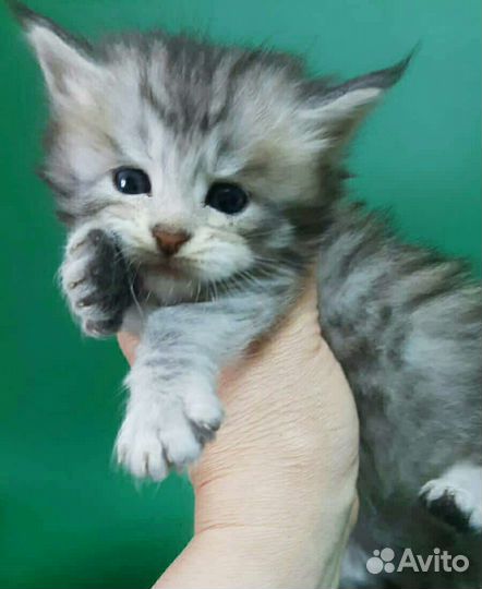 Мейн Кун котики
