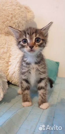 Кошки в добрые руки бесплатно