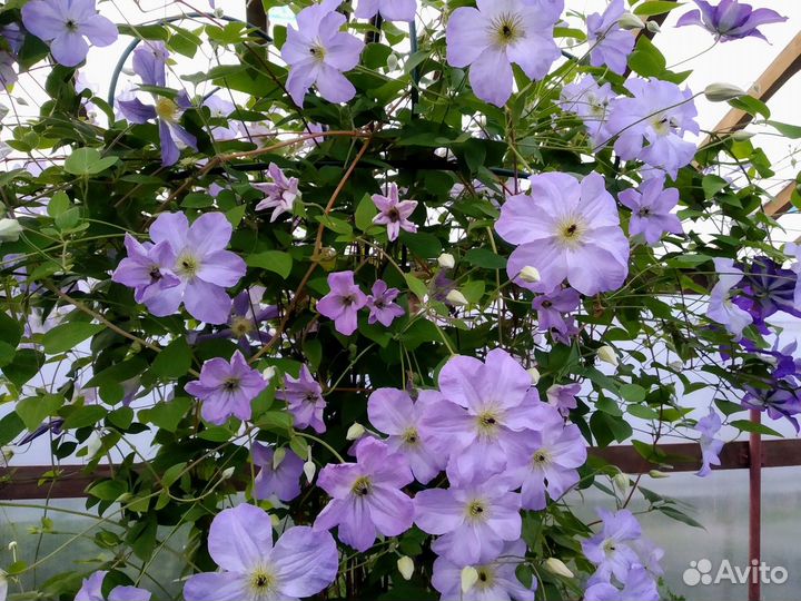 Садовая опора под клематисы 