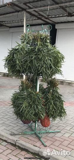 Эвкалиптовый веник