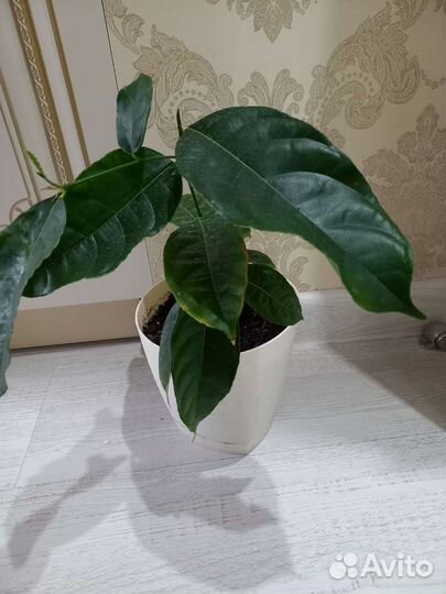 Джекфрут, индийское хлебное дерево