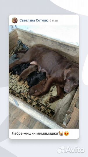 Лабрики детки