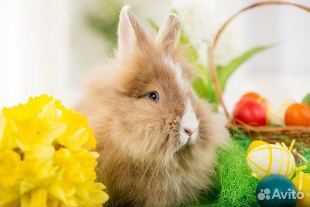 Мини карликовый кролик