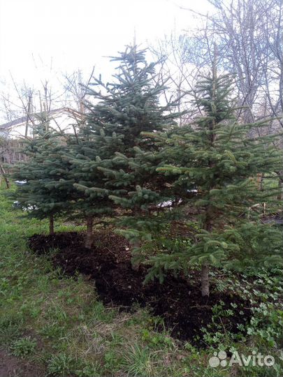 Ель голубая крупномер