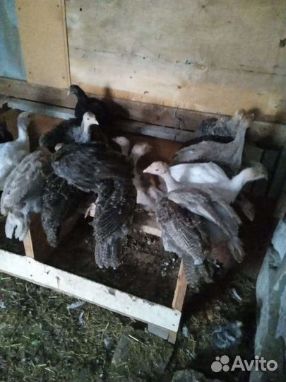 Индюшата широкогрудая